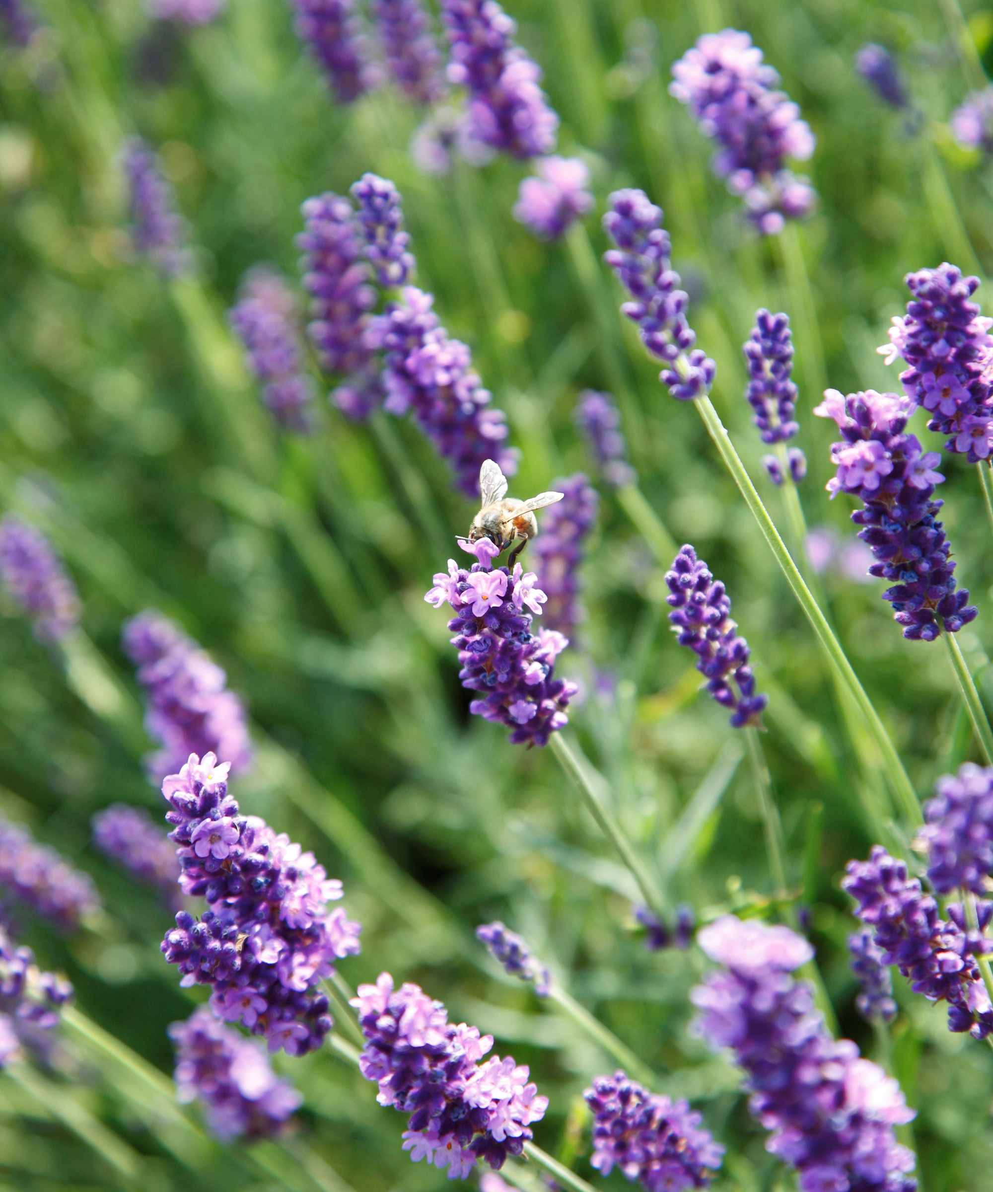 Gros plan des plantes de lavande violet