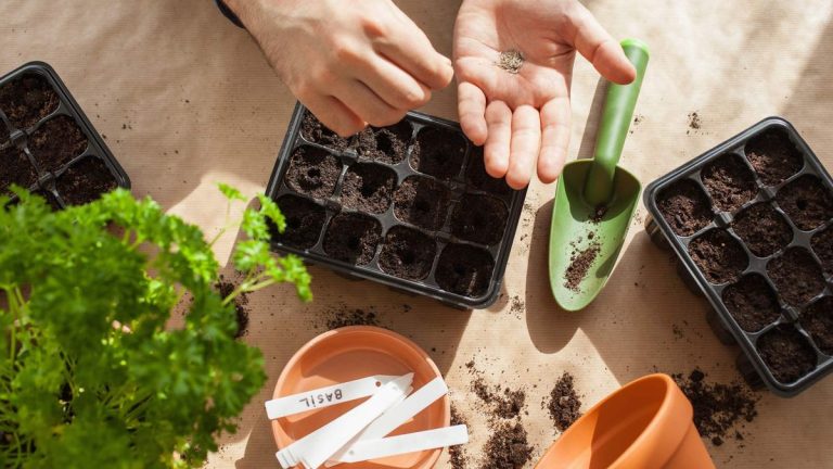 Comment semer des graines à l'intérieur – 6 étapes éprouvées pour une propagation réussie