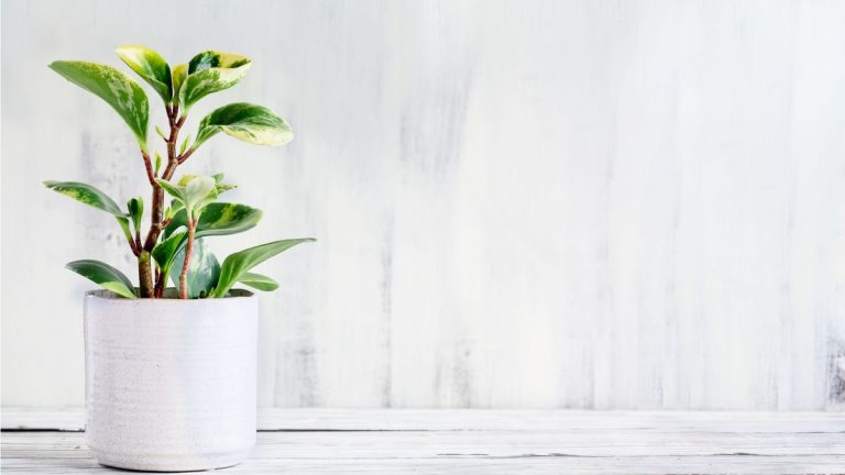 Guide d'entretien des plantes à caoutchouc pour bébés – 5 conseils d'experts pour cette plante d'intérieur miniature brillante