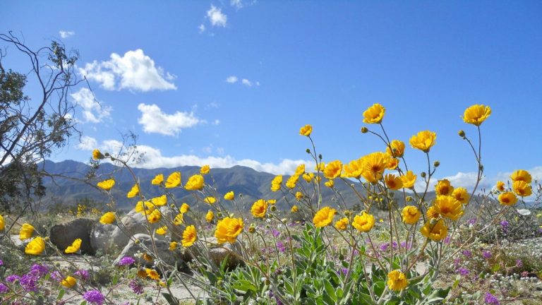 Plantation indigène de Californie – 7 idées pour une flore tolérante à la sécheresse
