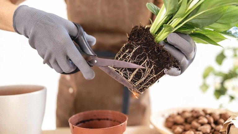 Comment tailler les racines des plantes d’intérieur – pourquoi et comment ajouter cette tâche à votre routine d’entretien des plantes