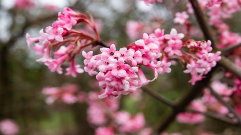 Meilleures fleurs d’hiver pour le parfum – 12 plantes inspirantes à cultiver