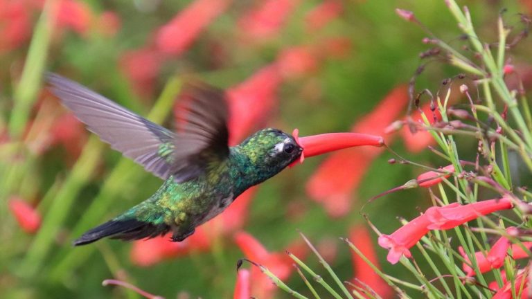 Comment faire pousser la plante pétard – pour des fleurs rouges explosives dans votre jardin