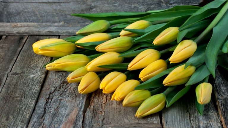 Comment prendre soin des tulipes dans un vase et éviter qu'elles ne tombent