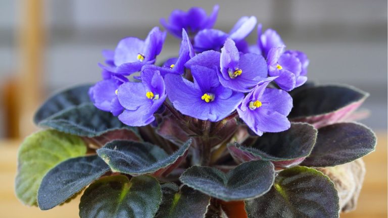 Comment propager des violettes africaines – pour faire pousser davantage de ces fleurs vibrantes à l’intérieur