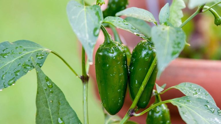 Comment faire pousser des piments jalapeno en pots – meilleurs conseils pour des récoltes exceptionnelles en conteneurs