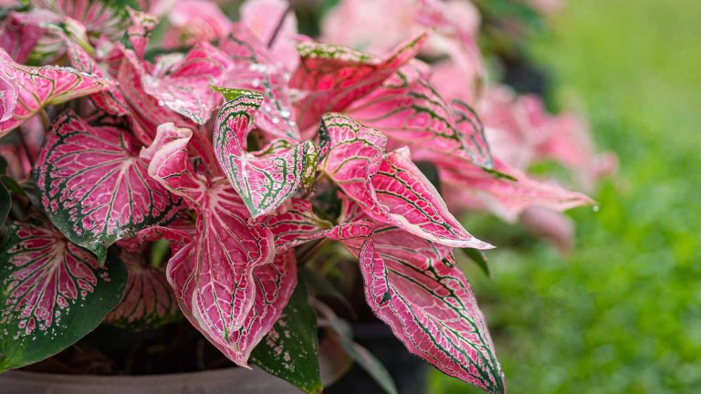 Quand et comment planter des bulbes de caladium : les experts partagent leurs conseils sur ces plantes au feuillage coloré