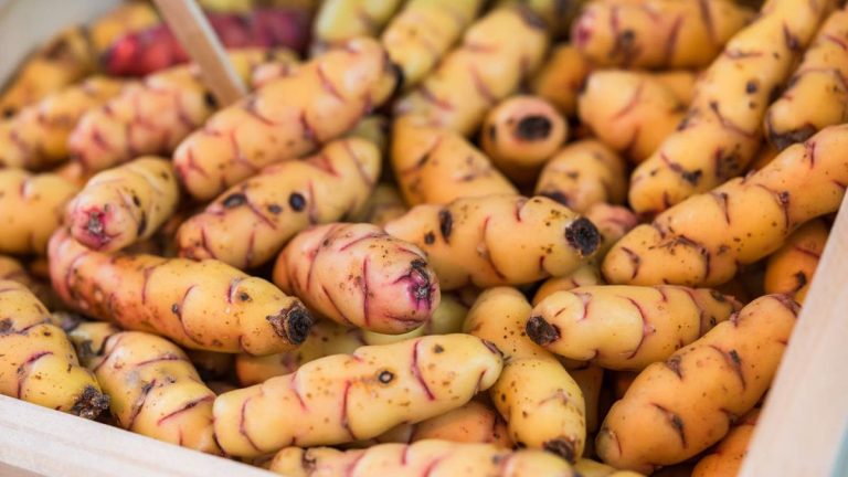 Comment cultiver de l'oca et obtenir une récolte de tubercules uniques, colorés et polyvalents