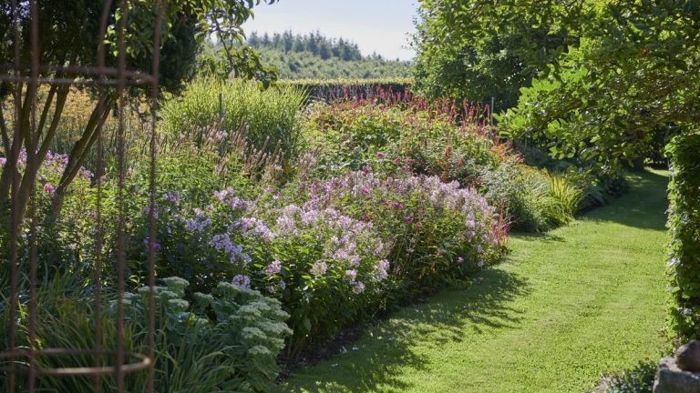 Arbustes à fleurs pour le plein soleil – 5 plantes qui supportent la chaleur