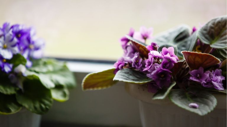 Pourquoi mes feuilles de violette africaine tombent-elles ?  Les experts révèlent 5 causes courantes