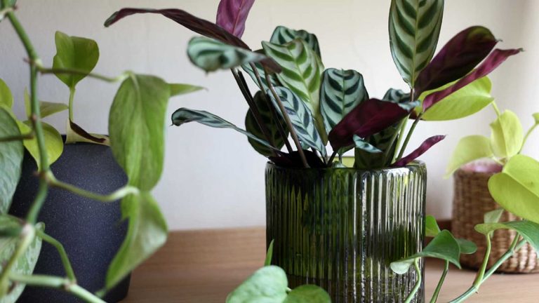 Comment faire pousser des plantes d'intérieur sans terre – les experts partagent leurs conseils sur la culture hydroponique