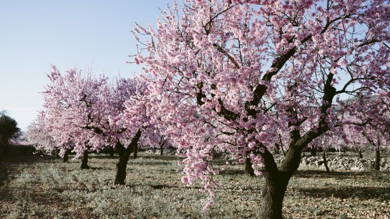 Comment faire pousser un amandier – pour une belle floraison qui peut rivaliser avec celle du cerisier