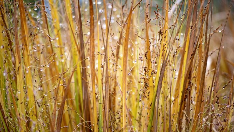 Meilleures graminées ornementales pour l'intimité – 5 meilleures variétés pour la protection du jardin