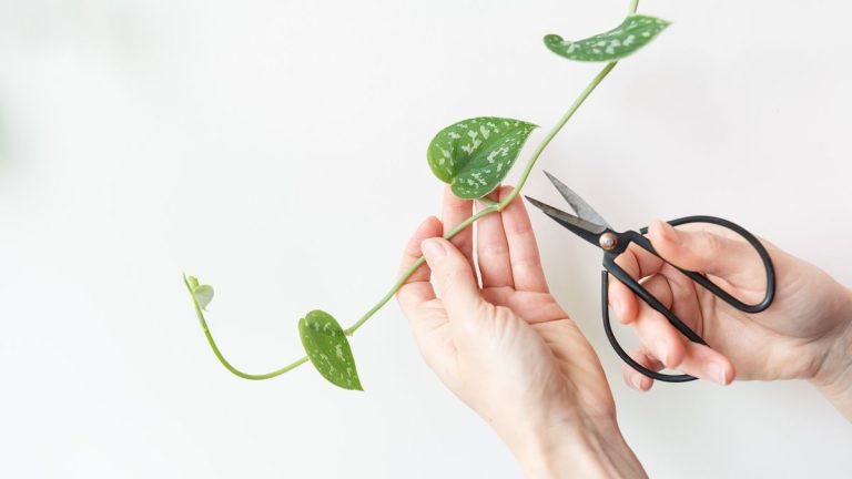 Comment tailler les pothos – un guide étape par étape