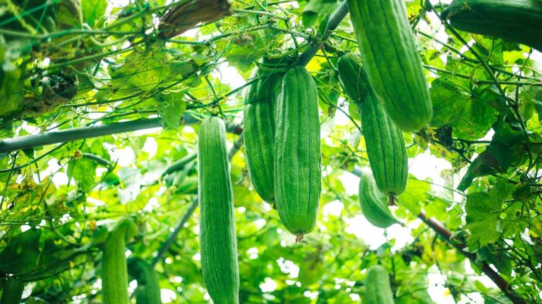 Comment faire pousser des plants de luffa à la maison – et récolter vos propres éponges naturelles