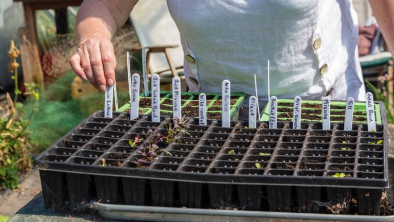 Comment planifier votre calendrier de semis comme un pro – pour l’année de jardinage chargée à venir