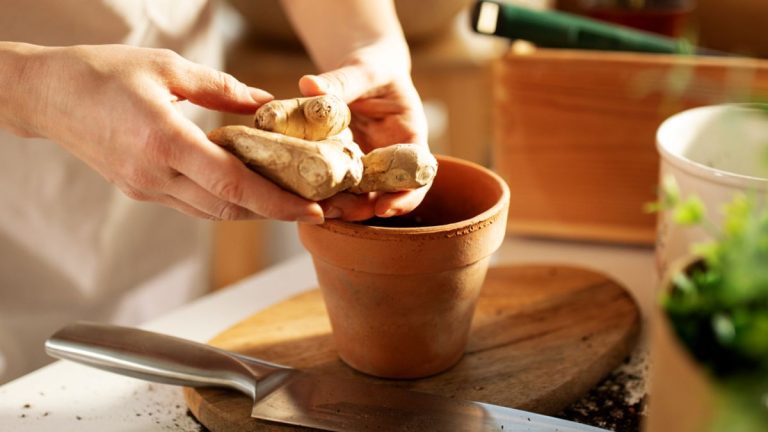 Comment faire pousser du gingembre en pot – conseils d’experts pour une récolte réussie