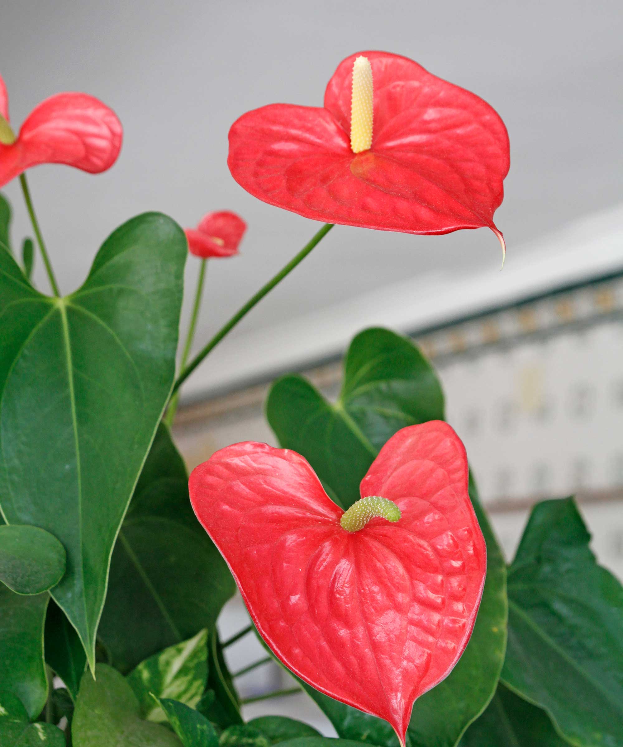 Meilleures Plantes D int rieur Avec Des Feuilles En Forme De C ur 5 