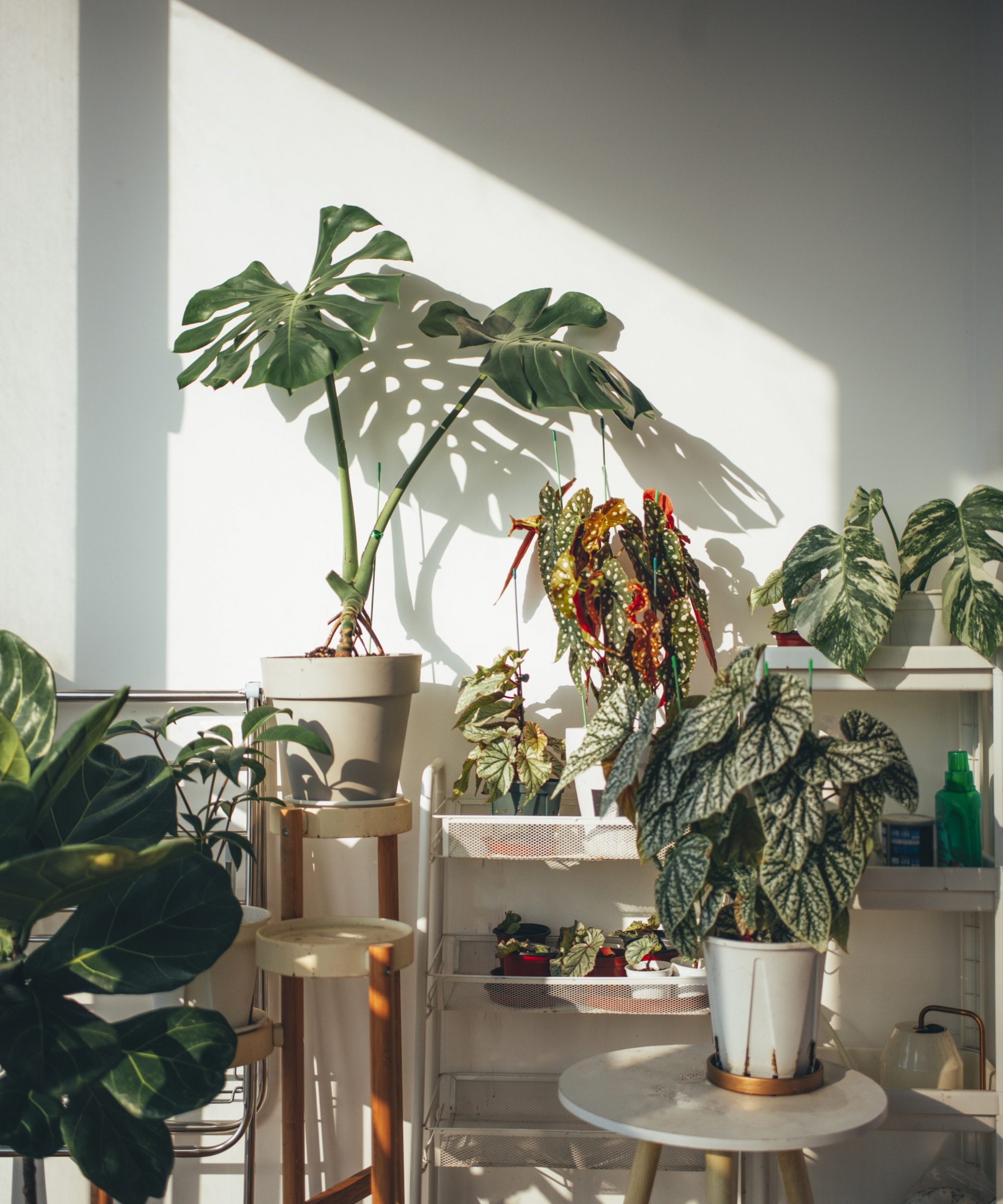 Sitemapcdatahttpsfoowindecoocomsupport Pour Plantes D Interieur Gifinull