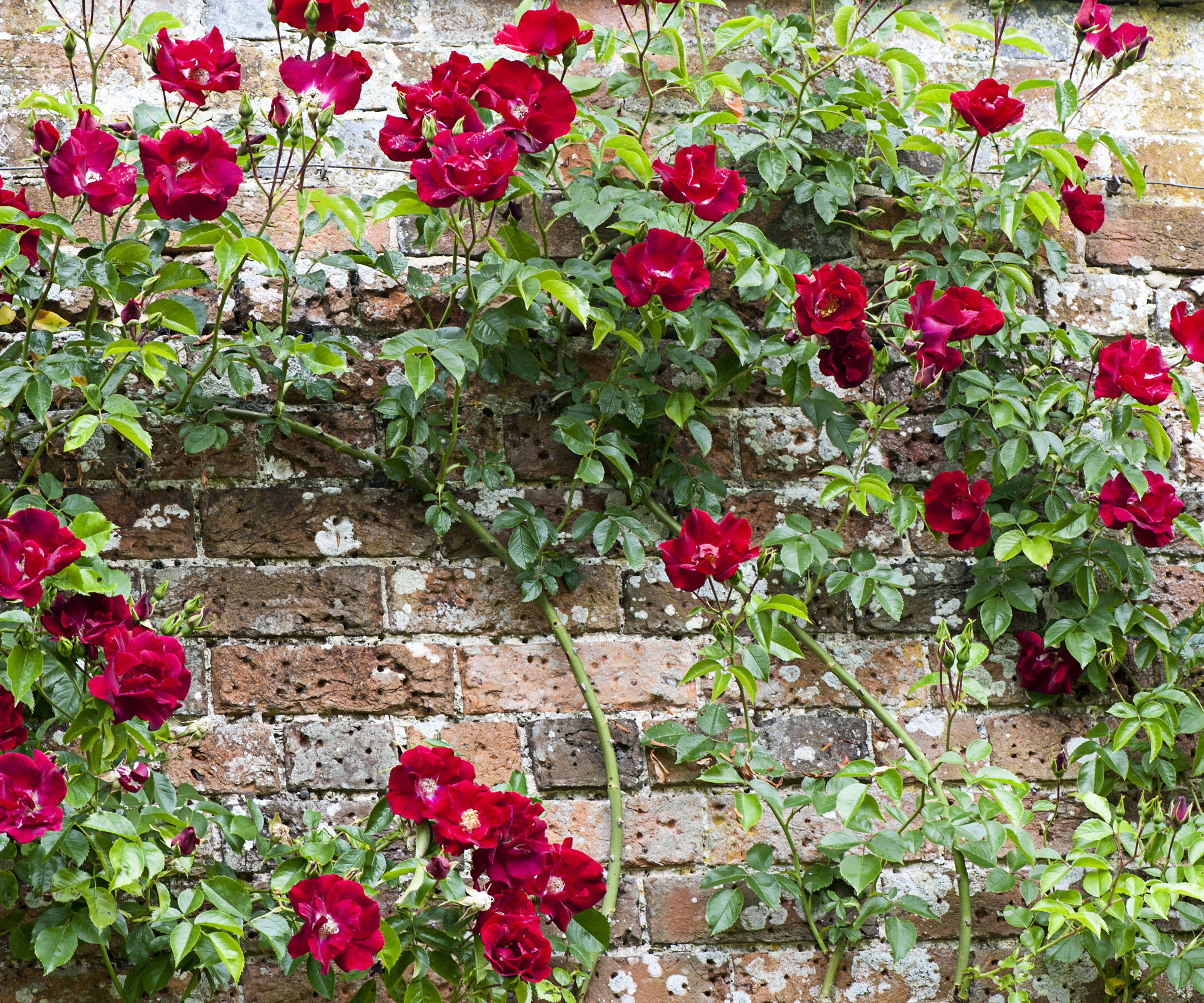 Rouge vif à fleurs d'été, roses grimpantes sur un mur de briques