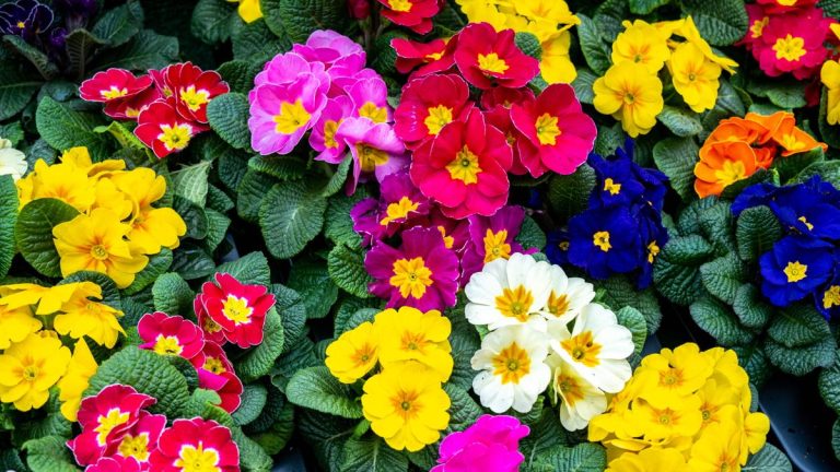 Guide d'entretien et de culture des primevères – conseils d'experts pour ces délicates fleurs en rosette