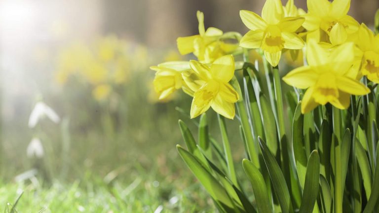 Qu'est-ce qu'un faux ressort ?  Pourquoi les jardiniers doivent résister à la tentation de planter tôt
