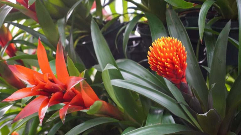 Comment prendre soin des broméliacées après la floraison – conseils d’experts pour le suivi de la floraison