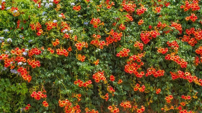 Quand et comment tailler une vigne trompette – pour garder sous contrôle ces grimpantes vigoureuses