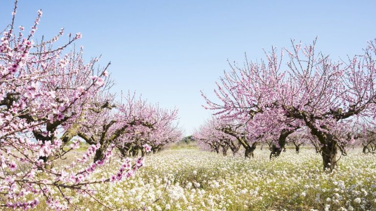 Où voir fleurir les amandiers en Californie Où voir fleurir les amandiers en Californie