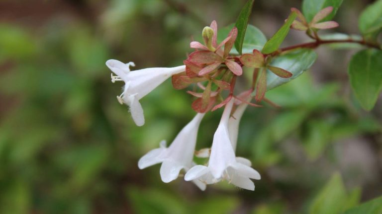 Comment et quand tailler l'Abelia pour des arbustes sains et beaux Comment et quand tailler l'Abelia pour des arbustes sains et beaux