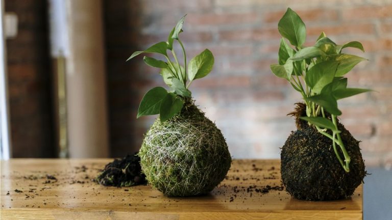 Comment faire du kokedama – en 3 étapes simples Comment faire du kokedama – en 3 étapes simples