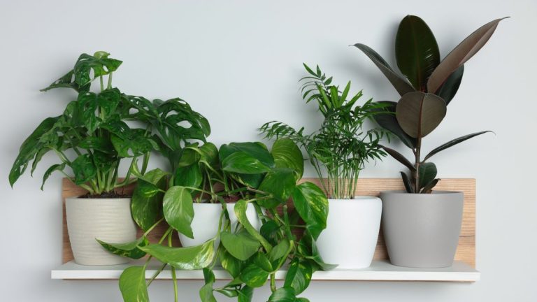 Meilleures petites plantes d'intérieur – 6 plantes d'intérieur compactes qui ne prennent pas beaucoup de place Meilleures petites plantes d'intérieur – 6 plantes d'intérieur compactes qui ne prennent pas beaucoup de place