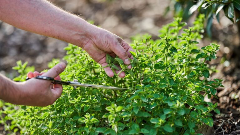 Comment faire pousser de l'origan – pour un ajout aromatique à votre jardin d'herbes aromatiques