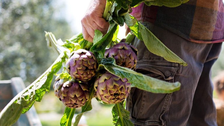 Comment faire pousser des artichauts – découvrez ces plantes historiques comestibles et ornementales