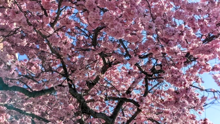 Où voir les plus belles fleurs printanières sur la côte ouest en 2024