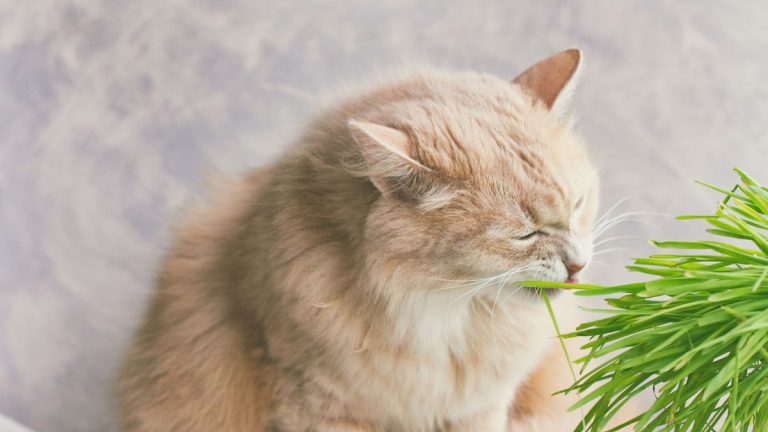 Comment faire pousser de l’herbe à chat – et garder vos amis félins heureux
