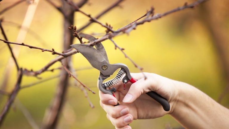 7 plantes à tailler en mars – arbustes de jardin à tailler ce mois-ci