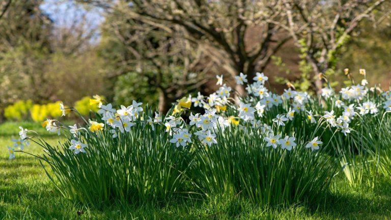 Narcisse pour chaque jardin – 8 superbes types de fleurs expliqués