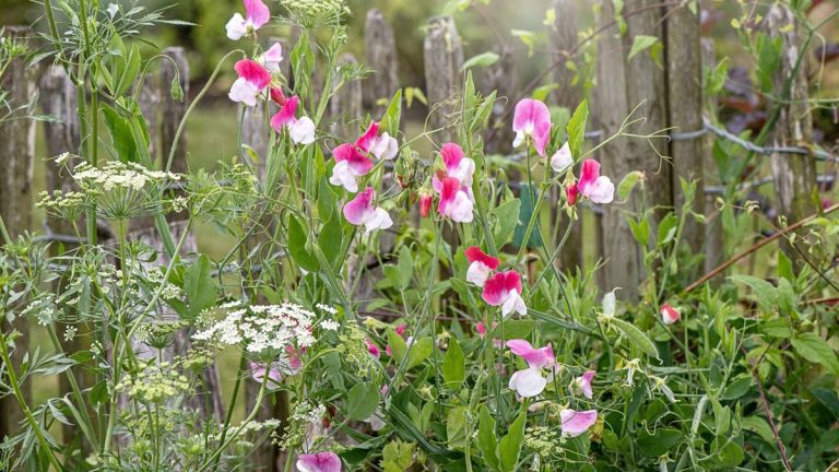 7 fleurs à semer en mars – et remplir votre jardin de fleurs à la fin du printemps et en été