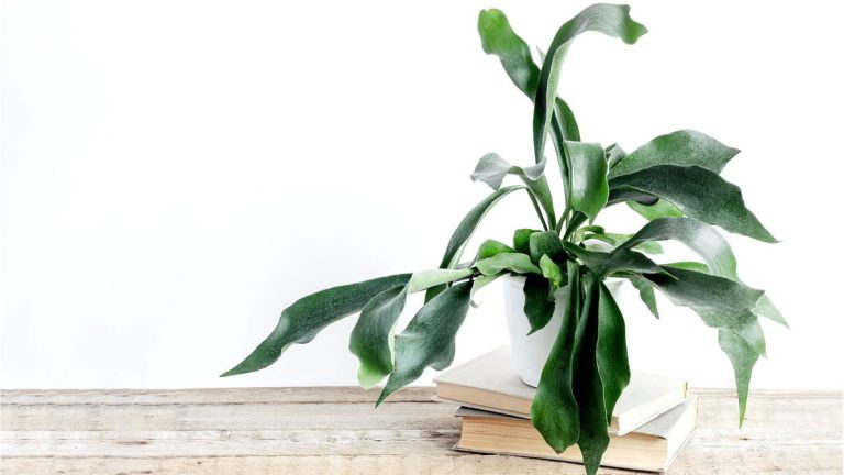 Guide d'entretien de la fougère staghorn – 5 conseils d'experts pour cette plante d'intérieur inhabituelle