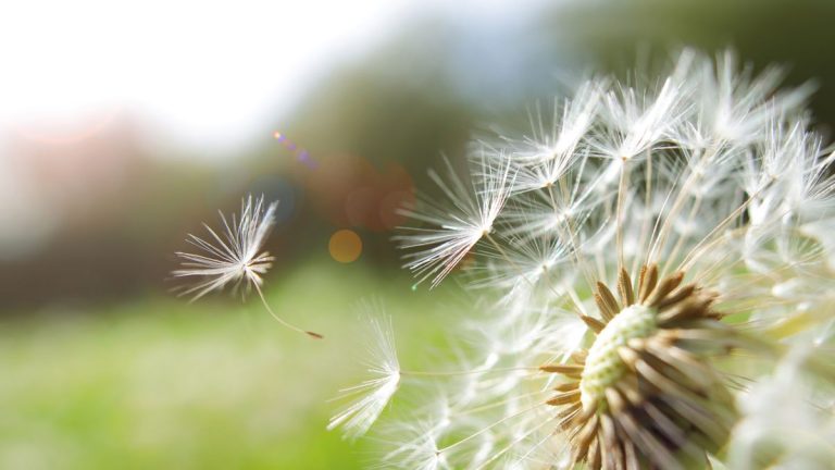 L'eau bouillante peut-elle tuer les mauvaises herbes ?  Les experts en horticulture révèlent tout