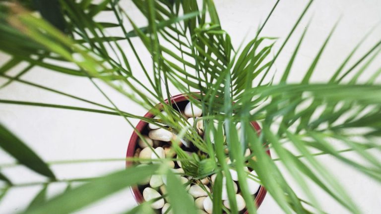 Comment entretenir un palmier en bambou – et donner une ambiance jungle à votre intérieur