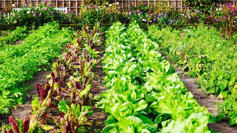 7 légumes à planter en mars – cultures à semer en intérieur, voire en extérieur, ce mois-ci
