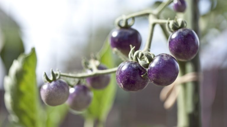 Des scientifiques mettent pour la première fois des tomates violettes à la disposition des jardiniers amateurs américains