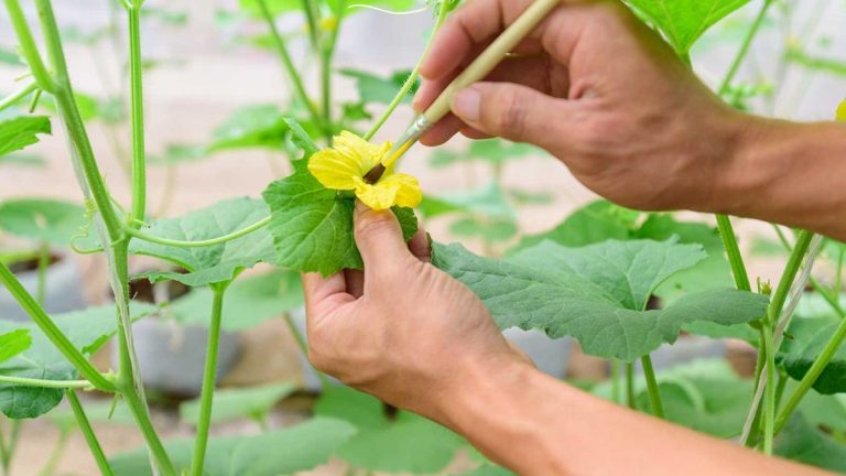 Comment polliniser manuellement les plantes – conseils d’experts pour votre serre et votre jardin intérieur