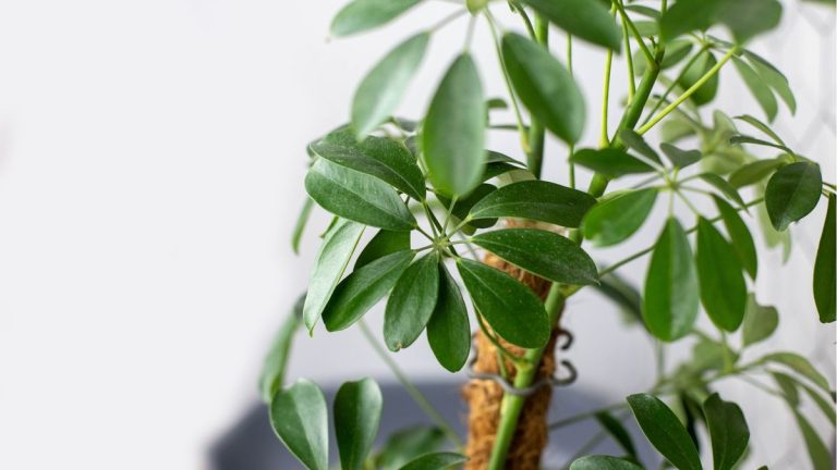 Comment entretenir une plante parapluie – 5 conseils d'experts pour cet arbre qui ne craint pas la négligence