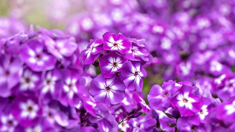 Comment faire pousser du phlox – conseils d'experts pour des plantes heureuses et des fleurs durables Comment faire pousser du phlox – conseils d'experts pour des plantes heureuses et des fleurs durables
