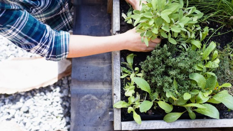 Meilleures herbes inhabituelles – 9 herbes à cultiver pour une saveur intéressante Meilleures herbes inhabituelles – 9 herbes à cultiver pour une saveur intéressante