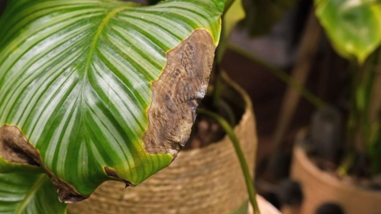 Erreurs courantes de calathea – les experts révèlent les 4 erreurs qui peuvent endommager cette plante d'intérieur exigeante Erreurs courantes de calathea – les experts révèlent les 4 erreurs qui peuvent endommager cette plante d'intérieur exigeante