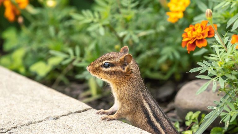 Comment se débarrasser des tamias dans votre jardin – 8 moyens de dissuasion sans cruauté à essayer Comment se débarrasser des tamias dans votre jardin – 8 moyens de dissuasion sans cruauté à essayer